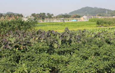 菜地難種、施肥低效、薊馬高發(fā)，咋辦？這里有高招！