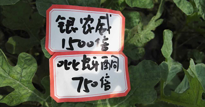 【探索】是什么讓黃蚜如此落??？